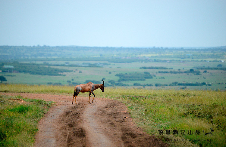 馬賽馬拉：它不是一個國家公園