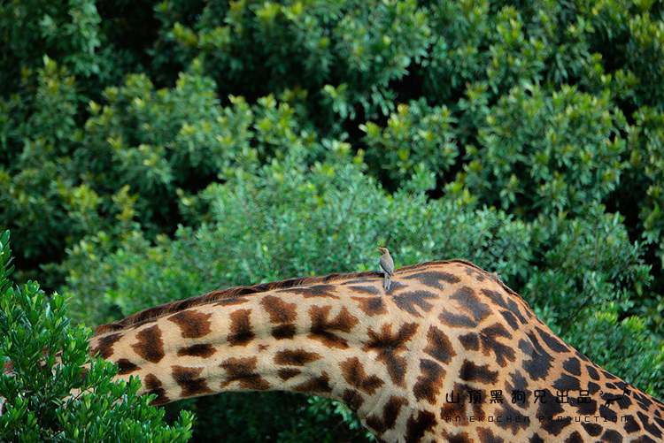 馬賽馬拉：它不是一個國家公園