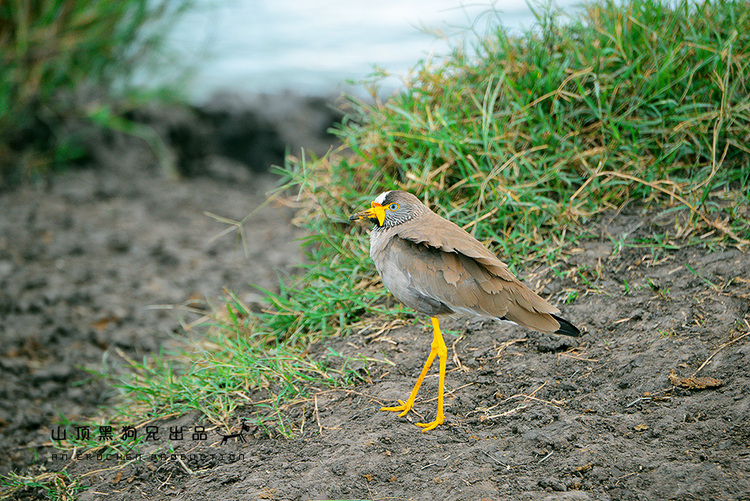 馬賽馬拉：它不是一個國家公園