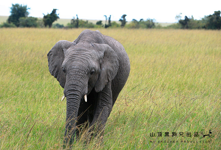 馬賽馬拉：它不是一個國家公園