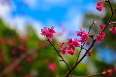 【悅賞江西】<江西南昌，廬山，景德鎮，婺源四天高鐵團>