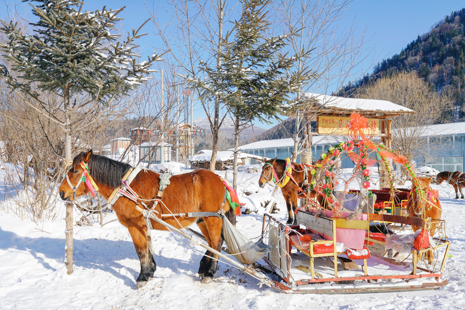 馬拉爬犁封面圖
