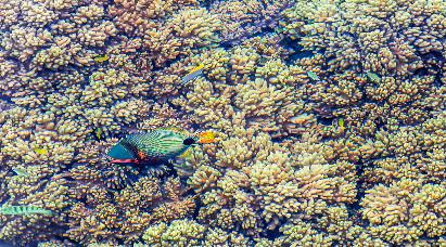 【皇牌尊享】<奧克蘭、羅托魯亞、基督城、蒂卡波、瓦納卡、皇后鎮>新西蘭南北島9天探索自然奇觀之旅