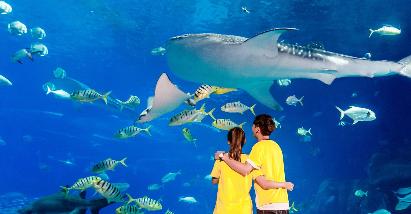 【天天出發(fā)】< 珠海長(zhǎng)隆海洋王國(guó)一天直通車>
