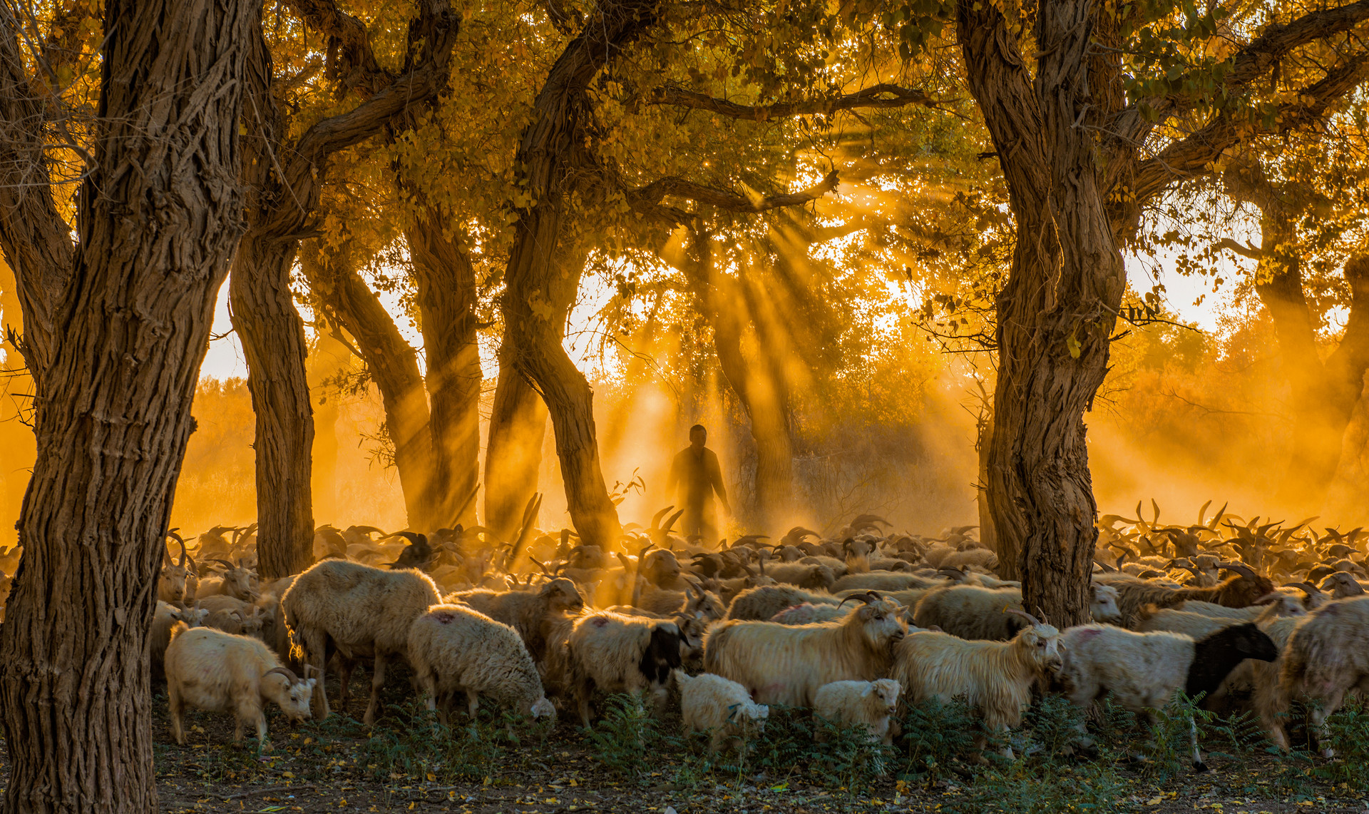 胡楊牧歸封面圖