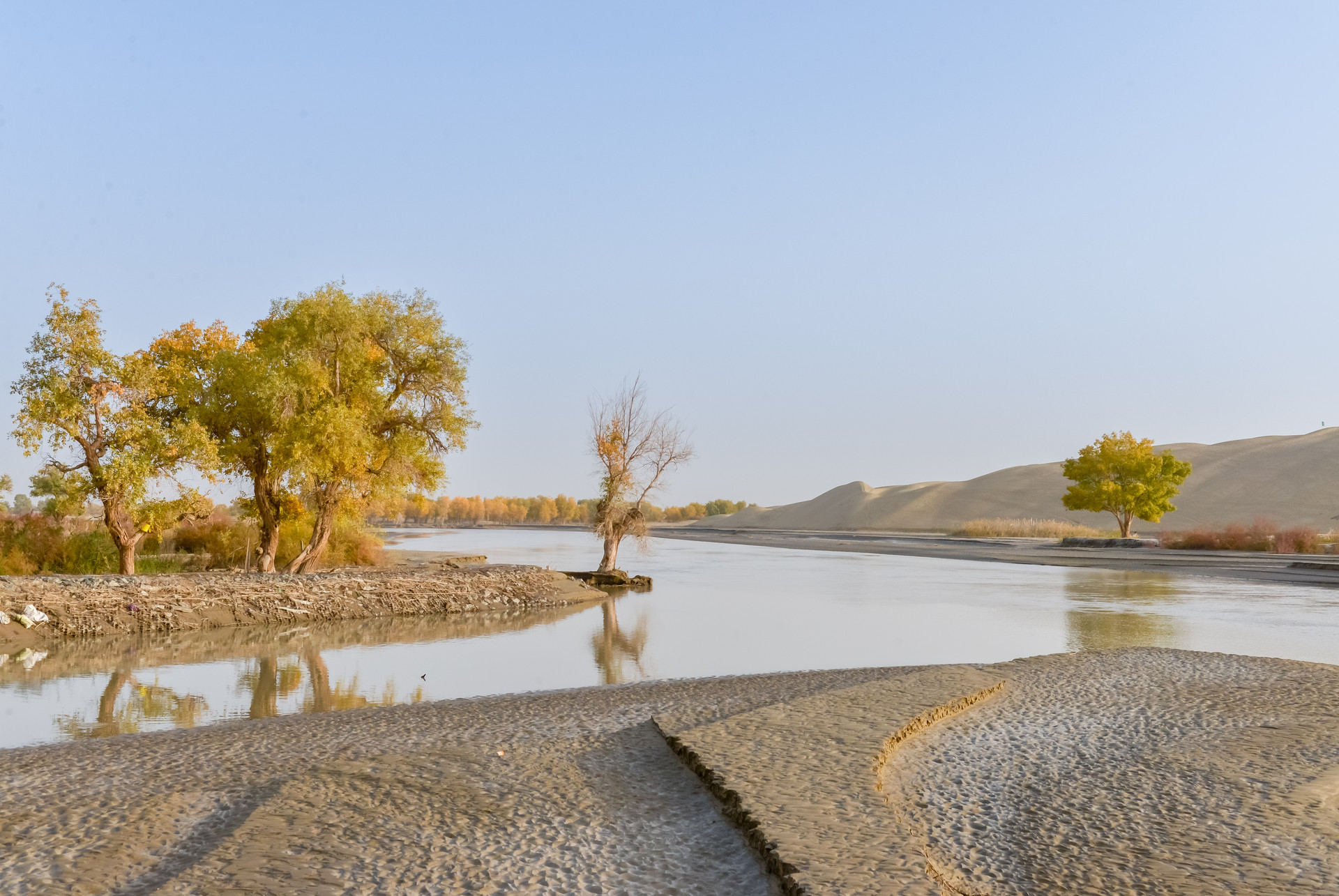 塔里木河風光封面圖