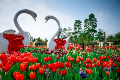 景點:從化荷蘭郁金香