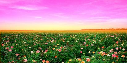 景點:從化玫瑰花海