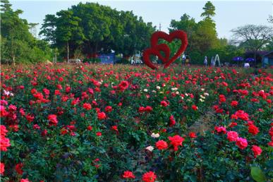 景點:心連心玫瑰花海圖1