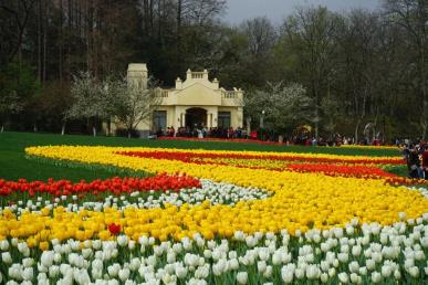 景點：西湖太子灣郁金香